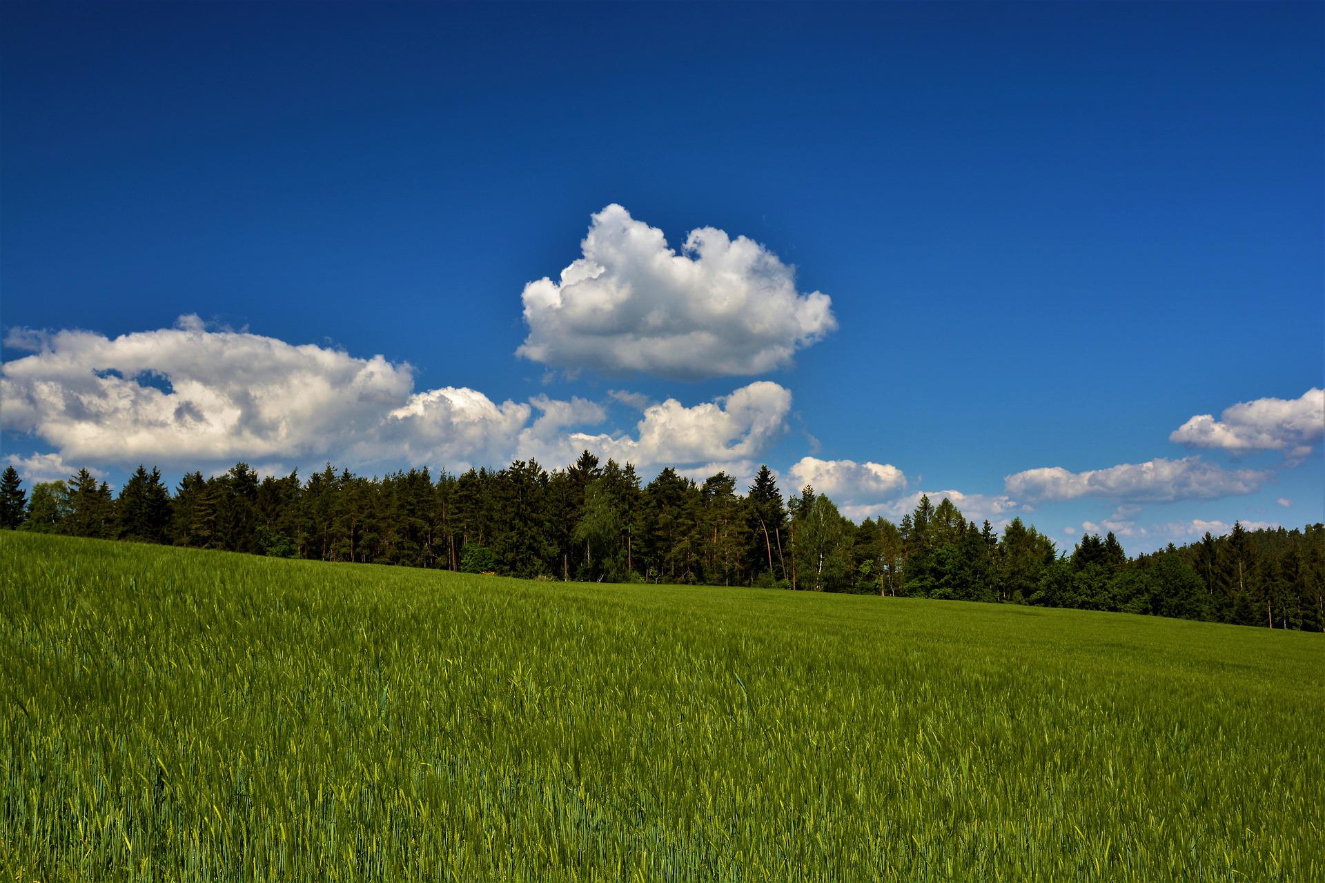 Landschaftsbild mit grüner Wiese, Wald, blauen Himmel und ein paar Wolken